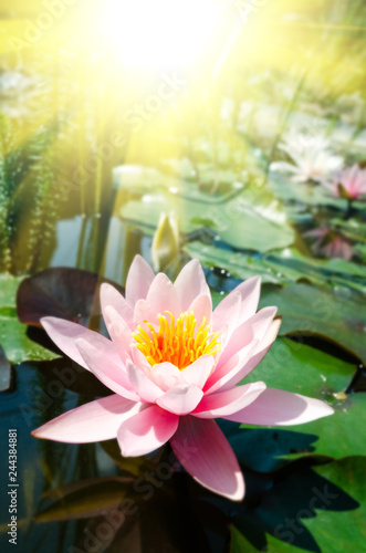 beautiful water lily