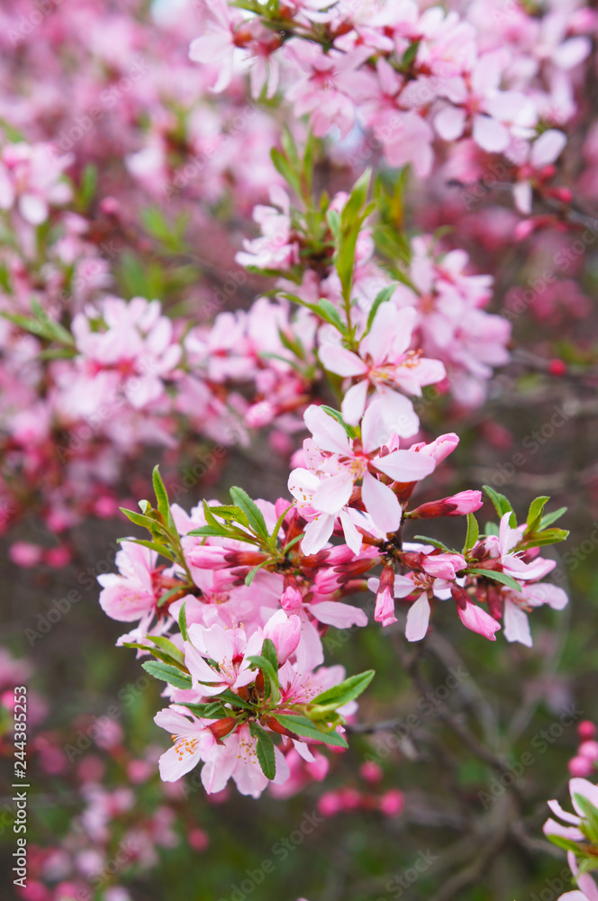 Prunus tenella fire hill dwarf russian almond pink flowers vertical Prunus tenella fire hill dwarf russian almond pink flowers vertical