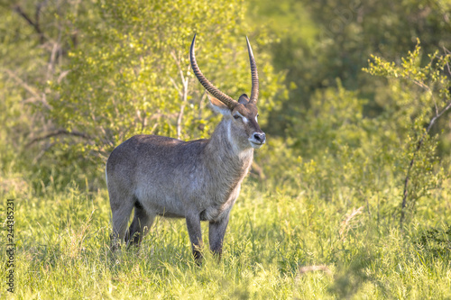 Photography Waterbuck in african bush