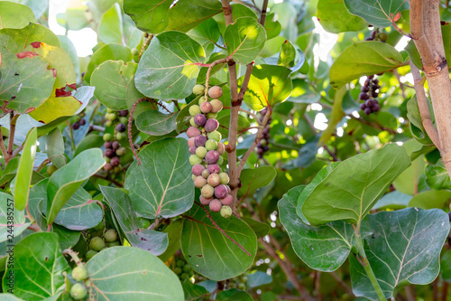 Sea grape leafs Coccoloba uvifera tree