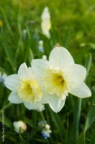 Fototapeta Naklejka Na Ścianę i Meble -  Narcissus daffodil two white flowers