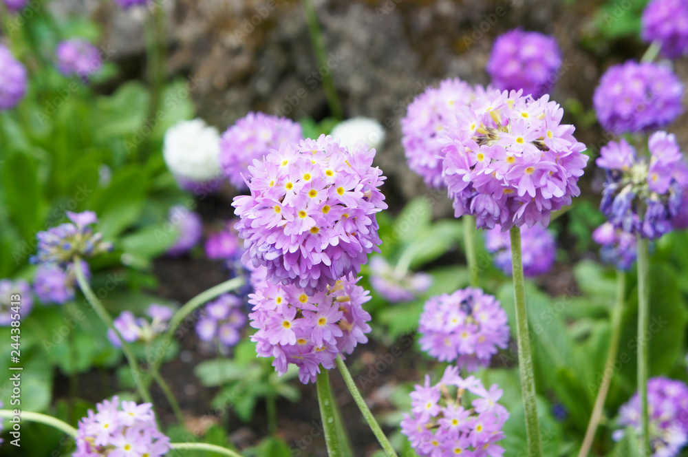 Purple primula denticulata lilac round flowers Purple primula denticulata lilac round flowers