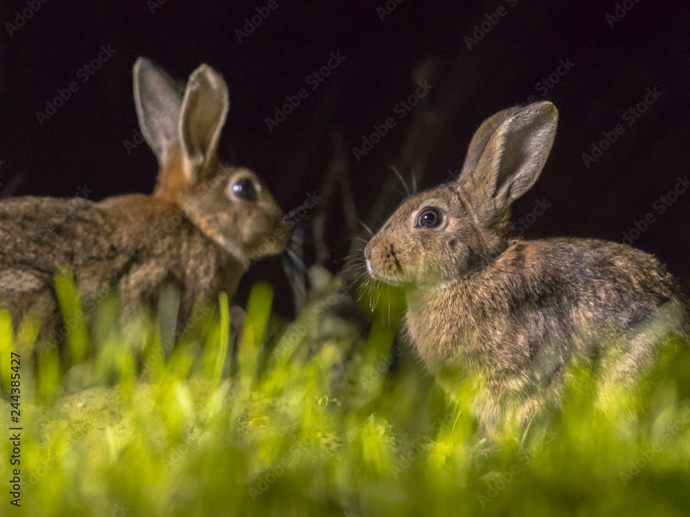 Two european rabbits at night Two european rabbits at night