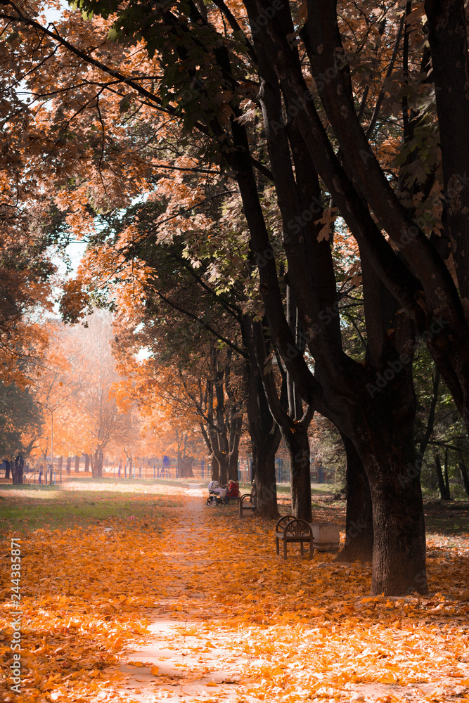 Autumn colors  landscape in park