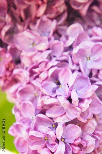 Purple syringa or lilac many flowers close up vertical