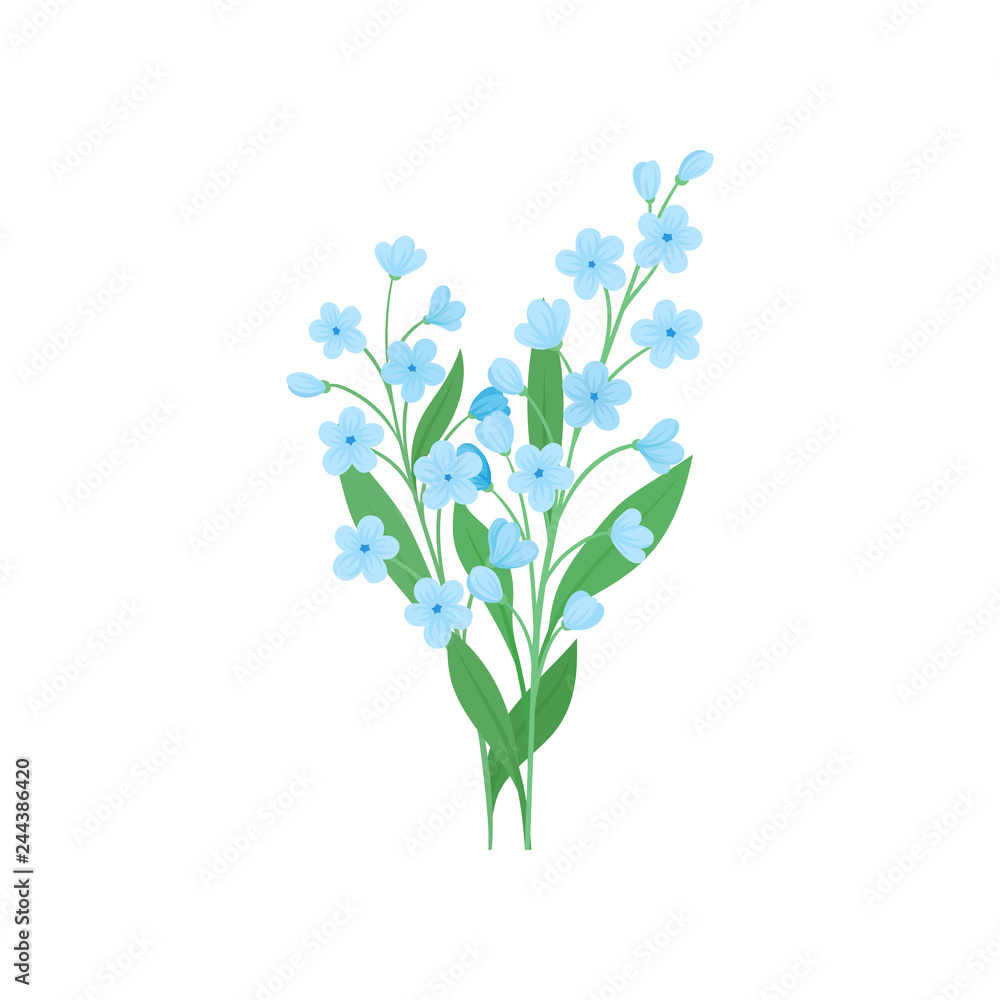 Two small branches of blue forget-me-not flowers. Beautiful blooming plant. Detailed flat vector design