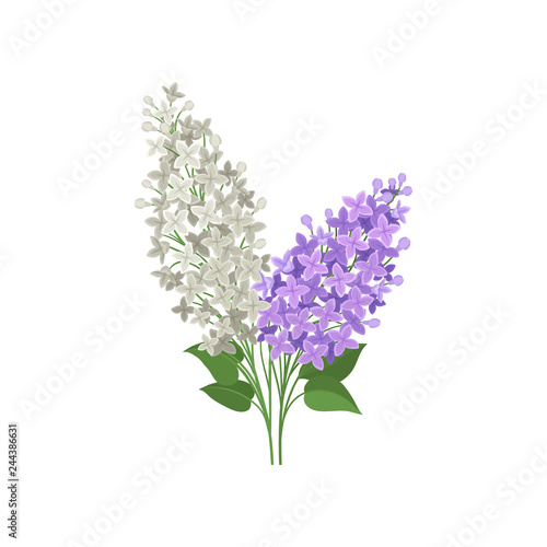 Branch of white and purple lilac flowers. Beautiful spring bouquet. Garden plant. Flat vector design