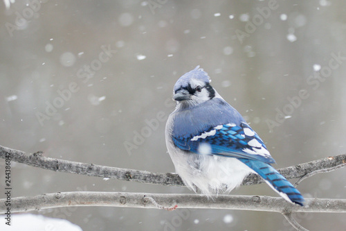 Blue Jay preached on branch snow in background