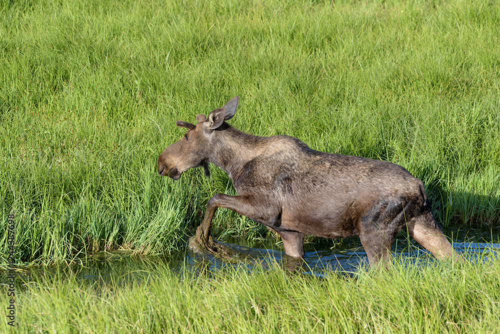 Fototapeta premium Shiras Moose of The Colorado Rocky Mountains