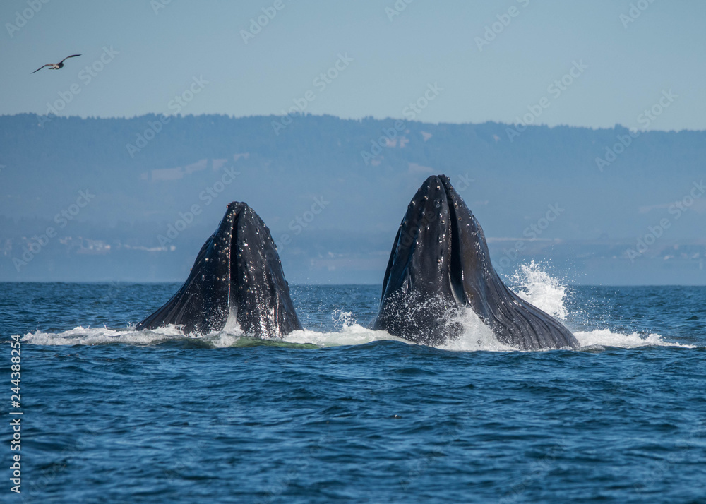 Fototapeta premium Humpback Whales Lunge Feeding