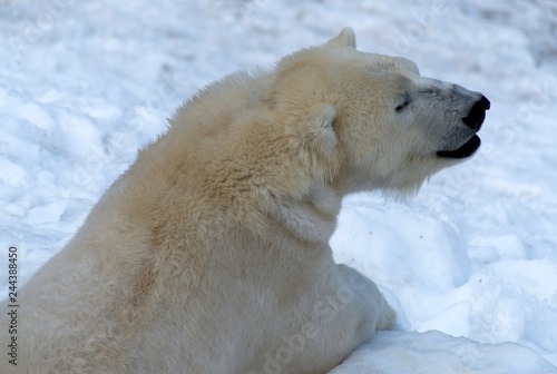 Ours polaire à Ranua, Laponie, Finlande