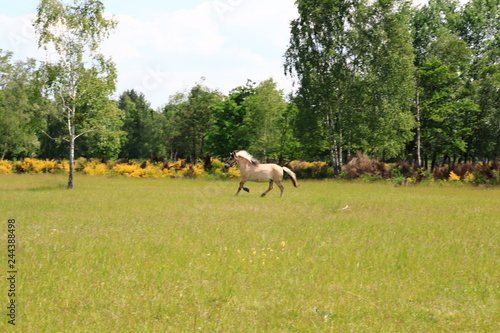 Pferde laufen über die Felder in den Sanddünen, einem Naturschutzgebiet in Baden-Baden Sandweier