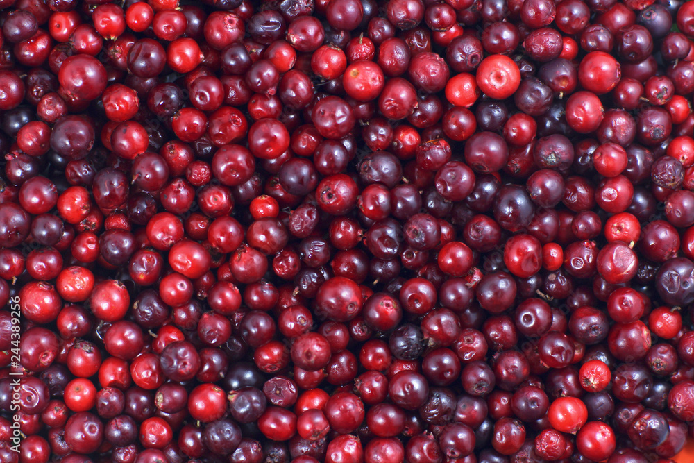 A lot of cranberries lying down on the horizontal surface. A beautiful fresh fruit background A lot of cranberries lying down on the horizontal surface. A beautiful fresh fruit background