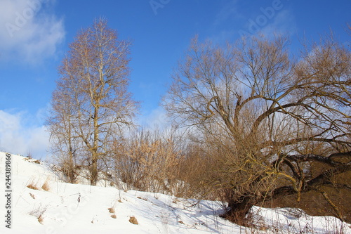 Winter landscape - beautiful snow-covered mountain slope with bare trees on a blue sky background