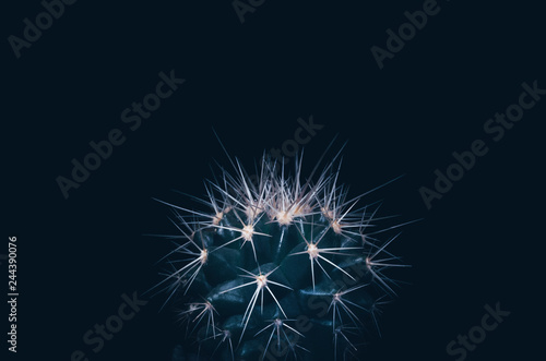A small cactus with long needles on a dark background. Minimalistic photography
