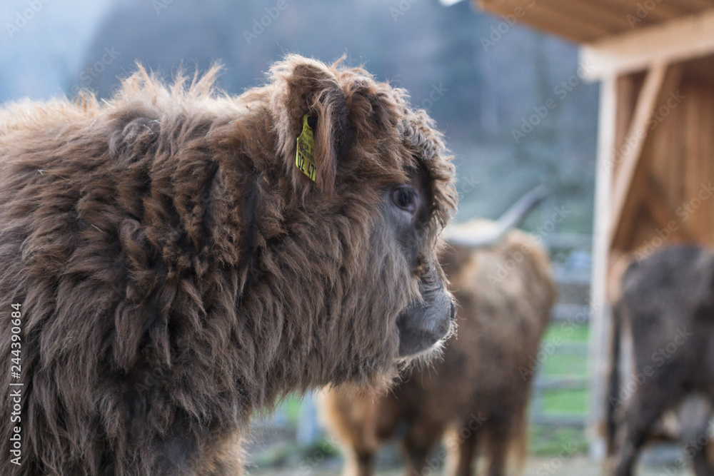 Kalb Hochlandrind