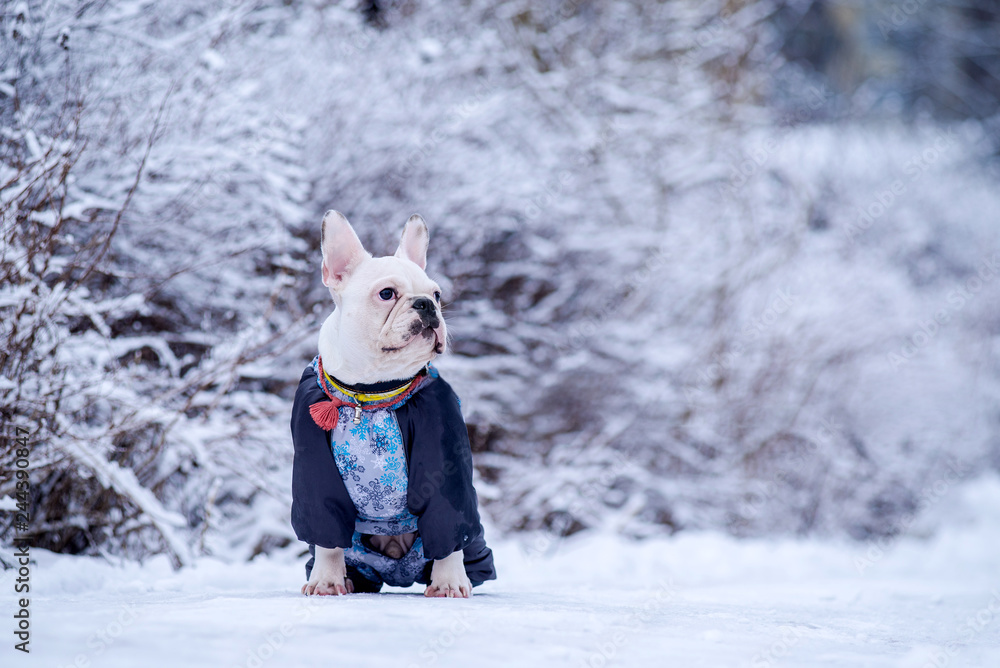 cute white puppy French bulldog, winter next to the snow-covered trees.  Stock Photo | Adobe Stock