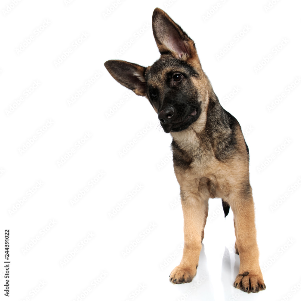 funny german shepard looks down to side while leaning head