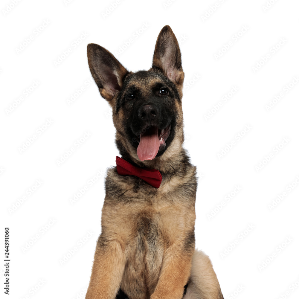 close up of excited german shepard wearing red bowtie