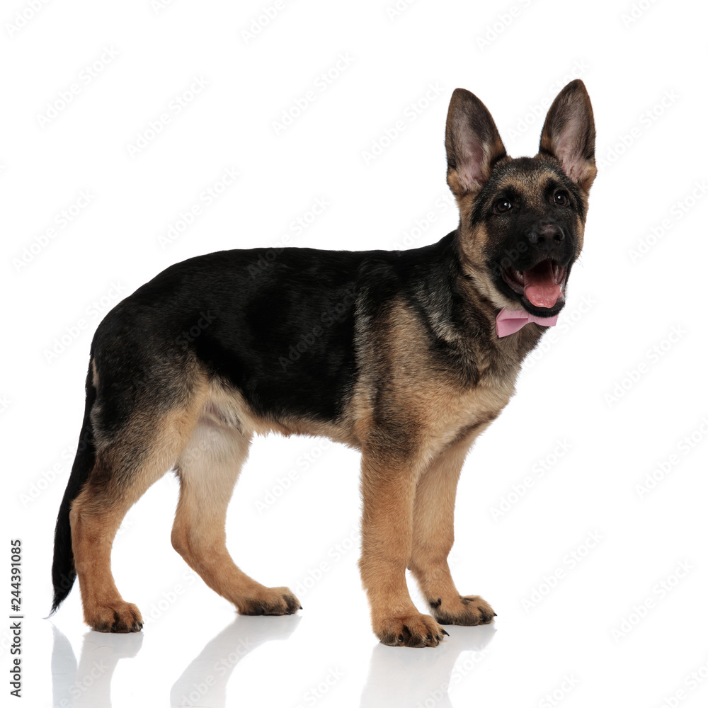 side view of elegant german shepard with mouth open side view of elegant german shepard with mouth open