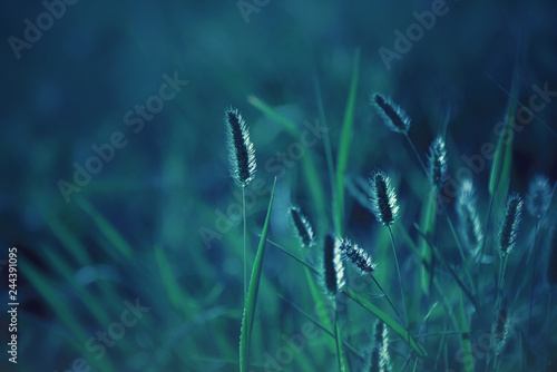 Close up of grass blades in backlit at sunset, photo in a blue tone that resembles the moonlight