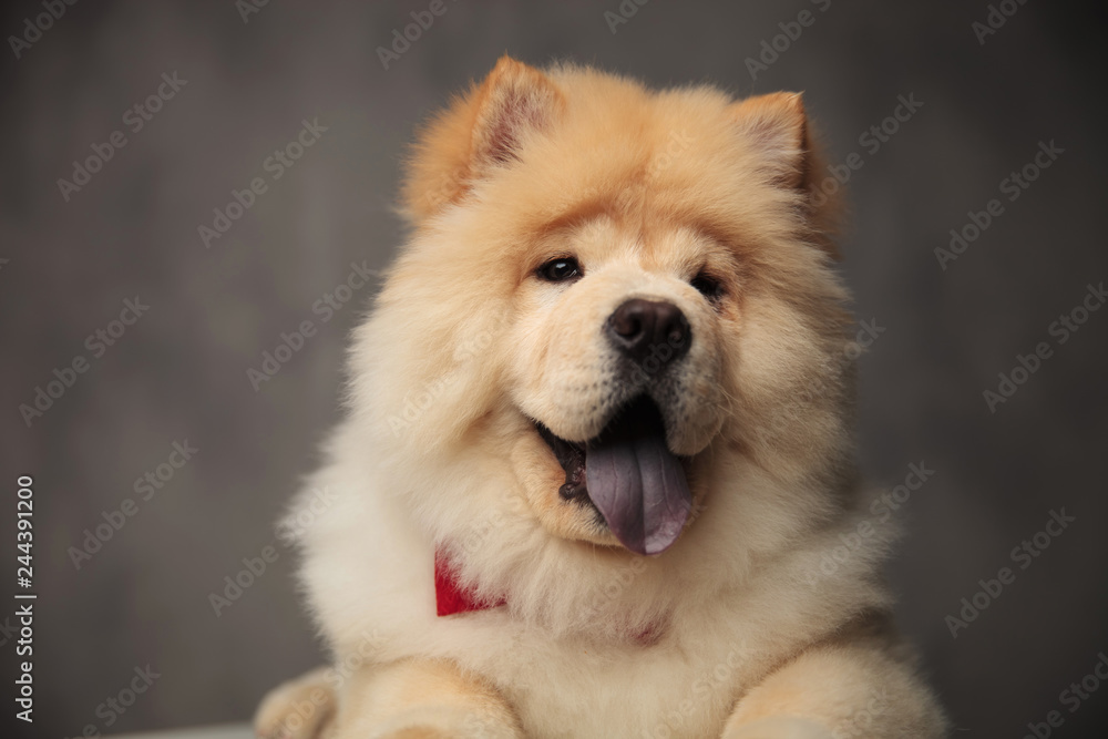 head of happy chow chow with red bowtie panting