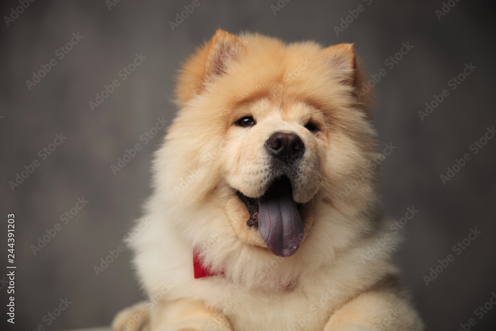 close up of furry chow chow with red bowtie panting