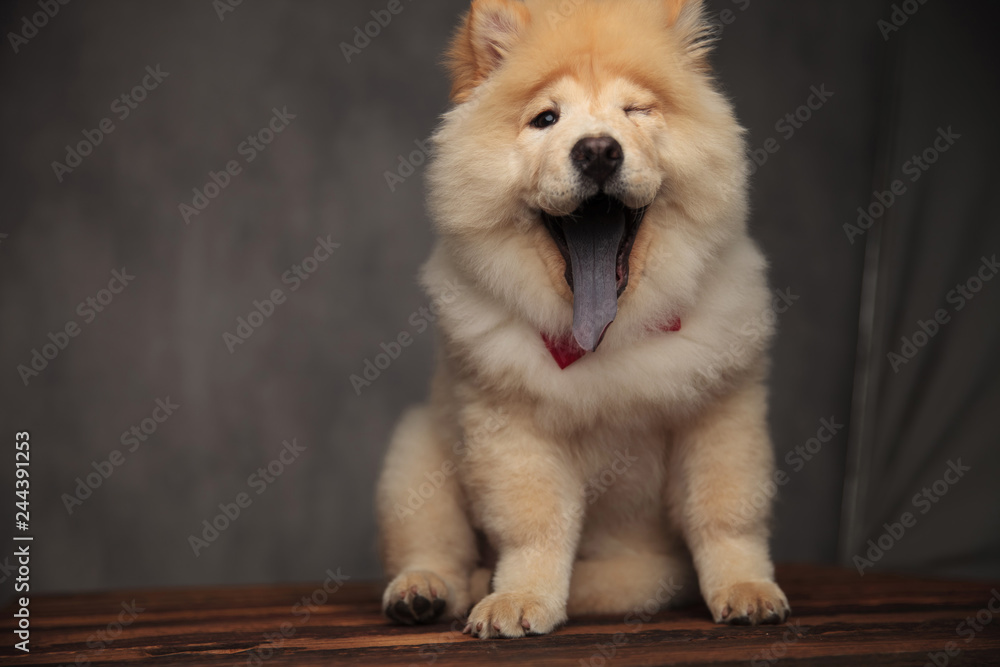 happy chow chow wearing red bowtie winking with tongue exposed