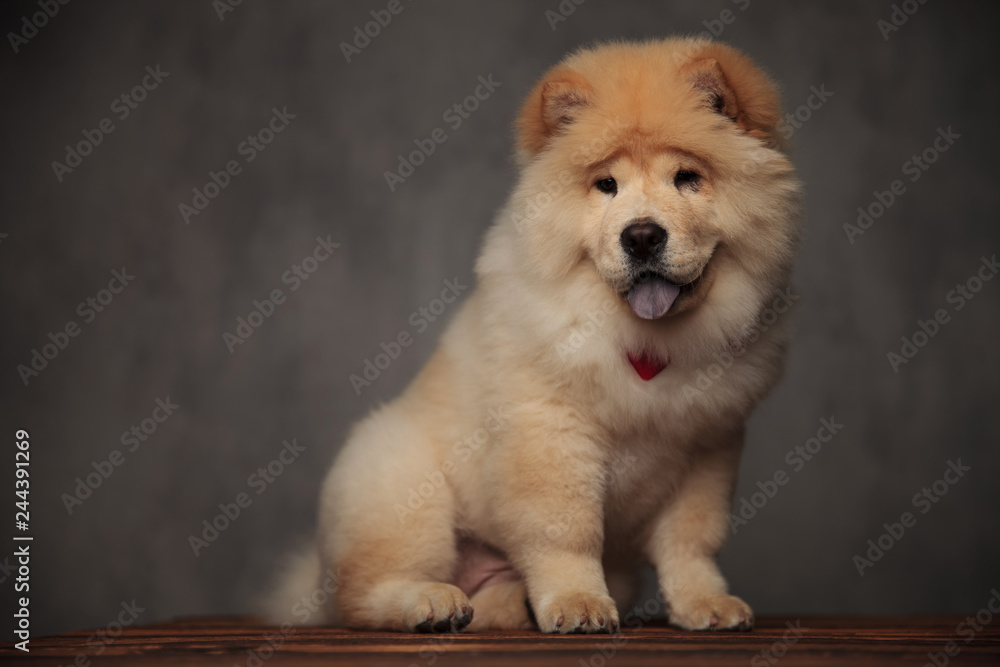 happy chow chow with bowtie looks down to side
