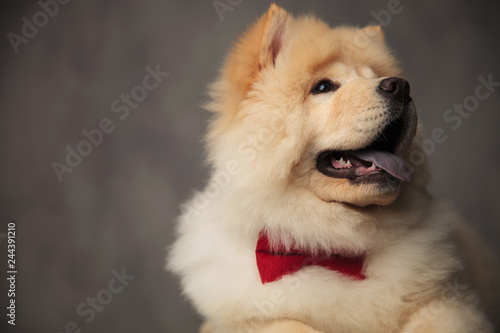 excited chow chow wearing red bowtie looks up to side
