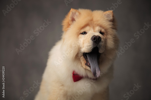 close up of elegant chow chow panting while standing © Viorel Sima