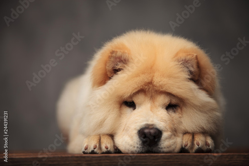 Fototapeta Naklejka Na Ścianę i Meble -  cute chow chow resting on its paws on wooden table