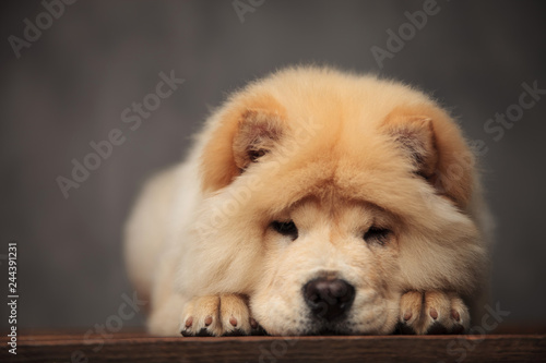 cute chow chow resting on its paws on wooden table photo
