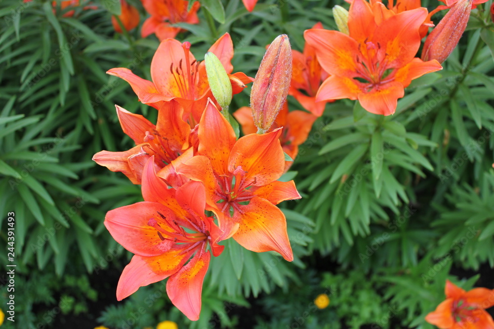 orange flowers in the garden orange flowers in the garden