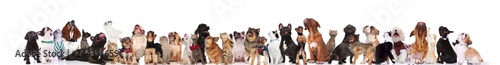 large curious group of adorable pets looking up