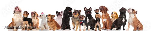big team of dogs looking up on white background