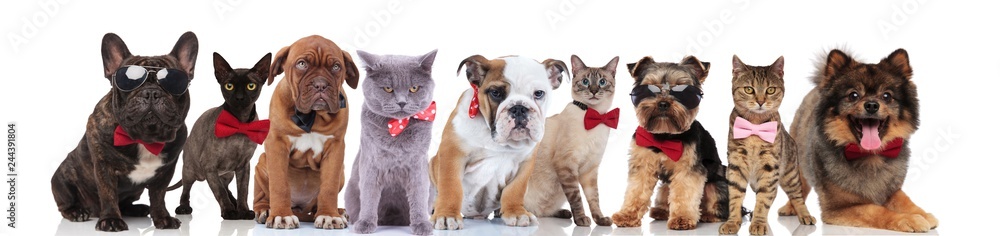 cute team of nine elegant pets wearing bowties