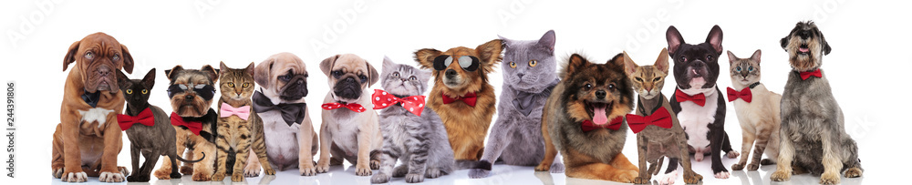 team of elegant cats and dogs standing, sitting and lying