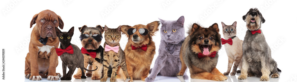 elegant team of nine adorable pets on white background