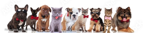 cute team of nine elegant pets wearing bowties