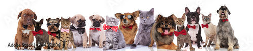 team of elegant cats and dogs standing, sitting and lying