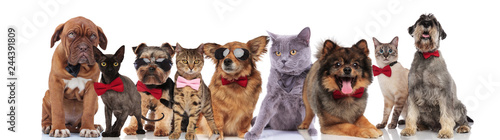 elegant team of nine adorable pets on white background