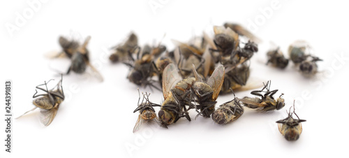 Many dead flies isolated. © olhastock