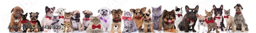 team of many gentlemen cats and dogs on white background