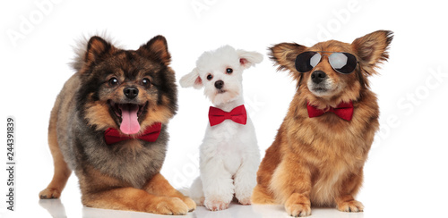 elegant group of three cute dogs with red bowties
