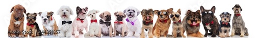 team of many cute dogs wearing bowties and sunglasses
