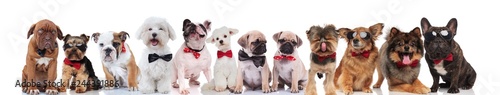 team of many happy gentlemen dogs with bowties