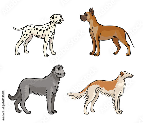 Dogs of different breeds in color (set3) - vector illustration