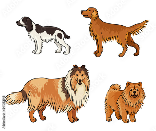 Dogs of different breeds in color (set4) - vector illustration