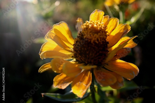 promienie słońca ukryte w płatkach kwiatu photo